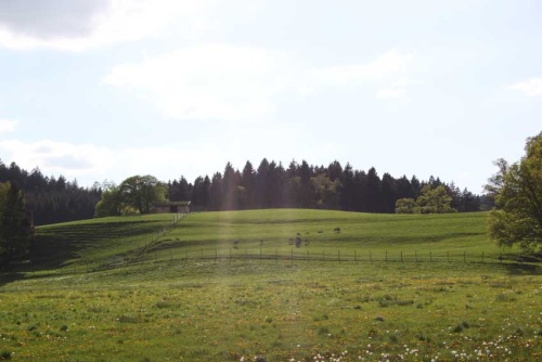Reisenthal Sommer-s 